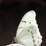 Diurnid - White Morpho Butterfly; Wing Reference.