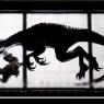Viseria is roughly two feet taller/longer than the indoraptor in Jurassic World Fallen Kingdom.
