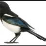 Magpie Ref - Wings