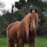 Shire, just like this one. Chestnut, with no white markings.