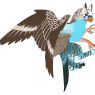 rah's pet budgie gryffe
