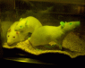 The infamous glowing rat. Less green though.