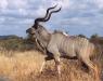 horns are shaped like the Kudu's and pure black and smooth. They are app. 1 foot long ontop of his head.