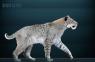 Lesser known species of the "Saber toothed" Felines.