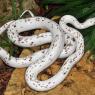 Garden snake, palmetto morph (Tami's pet snake reference)