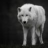 Rai as a wolf