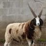 Jacob Sheep