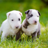 Nero, a bull terrier who joined the household recently.