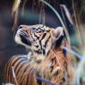 When transformed, Som is a beautiful Malayan Tiger. Deep reddish and orange hues and bold black stripes.