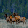 Elk wander in at times, bringing with them larger predators and regular danger for the ranchers.