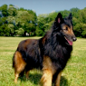 Belgian Shepherds have been a staple of the Ranch for a long time, used as family pets, working dogs and a source of income for breeding