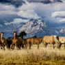 Wild horses occasionally come onto the land to graze.