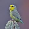 (Modern Fantasy) Her auntie's pet, a yellow-faced parrotlet.