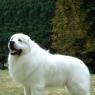 (Realistic/Modern) Her loyal companion, Einar the Great Pyrenees.