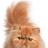 Beau or Bobo for Short.