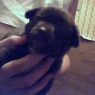 Baby Cinder Bear, 2006