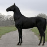 The Blacksilver horse that has answered Drystan's family's call for three generations.