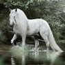 Cheval is a Chevel Mallet, meaning mean horse in French. Madame Z own the horse and now she is both her pet and ride