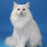 This is one form of Renald, Madame Z's pet. This form is a white Norwegian Forest cat