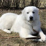 Another form of Renald's is the white Great Pyrenees dog.