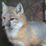 The fox form of Renald is a bit bigger than an average swift fox. Nonetheless, he is still sly and fleet-footed, as a fox should be.