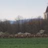 A big herd of deer, with a church in the background. Taken on a Spring trip in 2023,