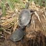 A couple of European pond turtles (Emys orbicularis), the male is in the bottom and the male on the top.