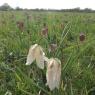 A big colony of snake's-head fritillaries (Fritillaria meleagris), with a couple of white ones in the foreground.