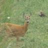 Female roe deer and a Western marsh harrier. The deer would soon give birth, and because of that, she is visibly upset by the presence of the predatory bird.