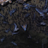 Very large number of bats clinging to or flying just below a cave ceiling.