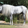 "Snow" the Doradan Dapple Gray (Andalusian)