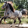 Appaloosa Clydesdale mix