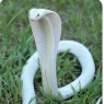 An albino king cobra who never leaves her side.