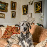 Bitter's loyal if grumpy Irish wolf hound