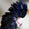 While on Earth, Khatsot turns into a red-tailed black cockatoo, native to Asutralia