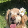the family dog