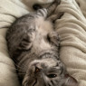 the family cat