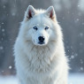Husky Form