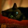 (Photograph By: Morgana (Her Kitty: Onyx))