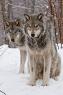 A good idea of what the boys look like in wolf form