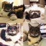 (Kitty Model: Hammilton the Hipster Cat! lol)