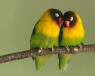 Yellow collared lovebirds