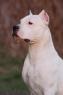 One of two Dogo Argentino guard dogs.