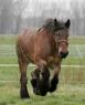 This is his foul tempered Belgian draft horse. You would be a jerk too if you had to carry that man around!