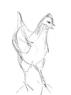 Bweal's first drawing of a chicken
