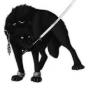 Kyu in his wolf form.