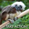 Just a reference image of a feral cotton top tamarin