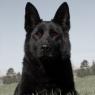 Black German Shepherd is the form that Auri takes when he's recuperating.