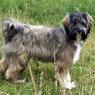 A good idea of what Cassiel's tibetan terrier looks like!