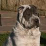 A good idea of what Cassiel's shar pei looks like!